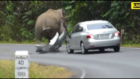 Elephant attack the car
