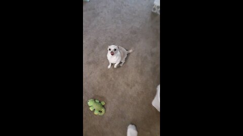 Dogs excited for dinner time