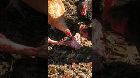 A BETTER way to FEED my CHICKENS - Chicken Compost 🐓 #permaculture #homesteading #chickens #farm