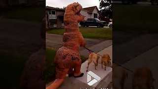 T Rex walking dogs