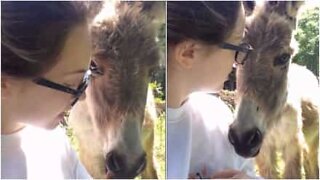 Jovem tenta dar aula para burro distraído