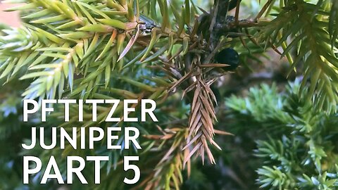 Pftitzer Juniper Bonsai, From Young Nursery Stock. 5
