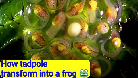 This is how a tadpole transform into a frog 🐸
