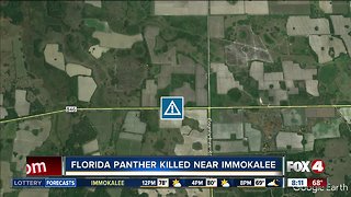 Florida panther killed by car near Immoklaee