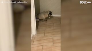 Pug paraplégico recebe cadeira de rodas