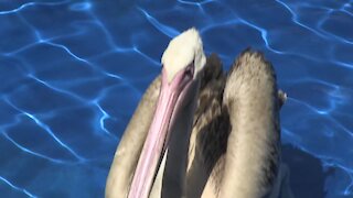 SOUTH AFRICA - Cape Town - Rescued baby flamingos (Video) (uyS)