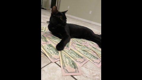 Stripper Cat. Cats love 1s too!