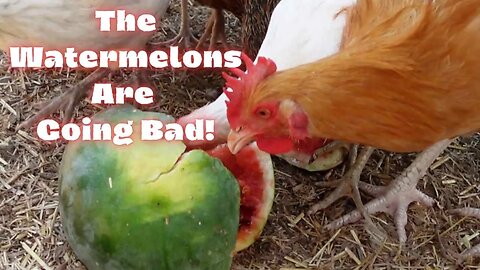 Sharing Sugar Baby Watermelons with Friends, Family & The Flock