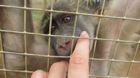 Adorable orphaned baboon wants attention