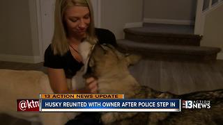 Husky reunited with owner after police step in