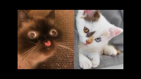 Cute And Funny Cat Videos Compilation #2 #cutecat #cutelittlecat #cutekittens