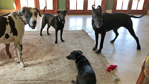 Playful Great Danes And Friends Have Fun Arguing About A Toy