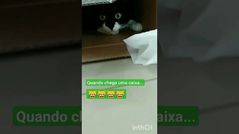 Gato Bartolomeu Tunico 😹