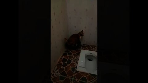 Toilet training my cat Fully trained Toilet training my cat Fully trained