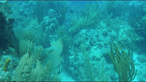 Underwater British Virgin Islands experience