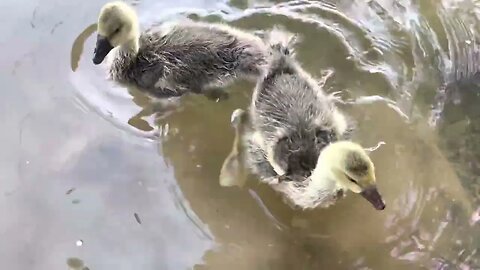 The Rapidly Growing Goslings 🪿