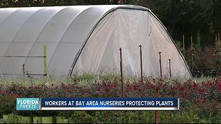 Nurseries taking 3 precautions to protect plants from freeze damage