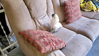 Cockatoo shows beloved friend happy dance on surprise visit