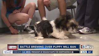 Battle brewing at Las Vegas City Hall over puppy mill ban