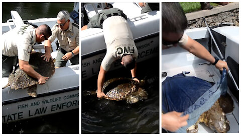 Rescue of Seriously Injured Loggerhead Sea Turtle