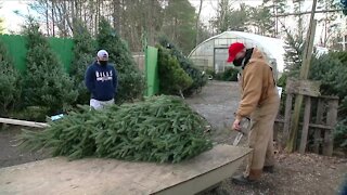 Pandemic creates big demand for locally grown Christmas trees