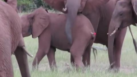 Baby Elephant&#039;s Family Protects Him Until Rescuers Arrive