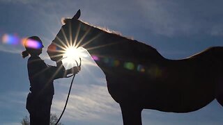 4K: Abandoned horses get 2nd chance at Florida rescues | ABC Action News Streaming Original
