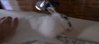 Relaxed Bunny dreaming