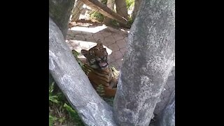 Tiger Tiger