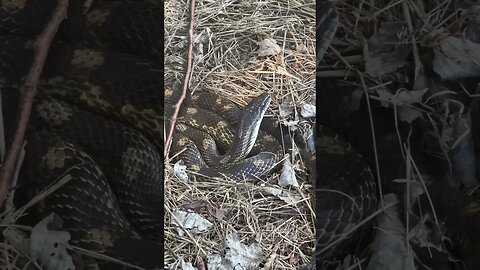 4 foot Ratsnake under tin! #snakes #herping #tennessee