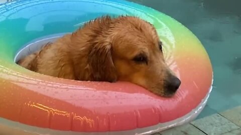 Golden Retriever is totally chill while sitting in pool on a rainy day