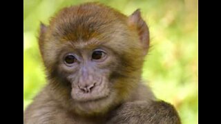 Bold monkey pees into car with tourists