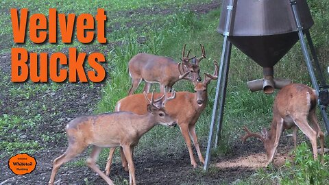 Velvet Bucks in Ohio | S23 E1