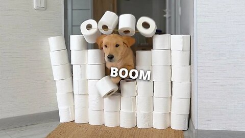 Golden Retriever Puppies React to The Toilet Paper Challenge