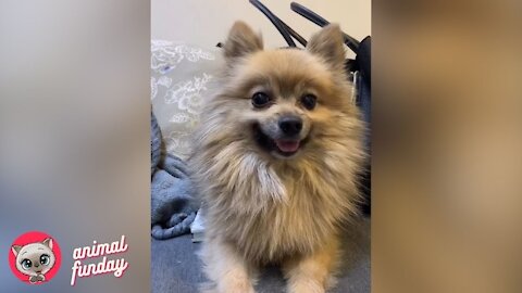 Funny Dog Reaction 🐶🤧 Funny Dog Video | Animal Funday