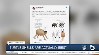 Fact or Fiction: Turtle shells are actually ribs?