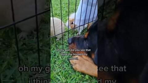 Rottweiler Has Obsession With Cute Guinea Pig 😍 #Shorts #rottweiler #dogs