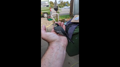Wagtail Rescue