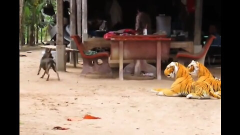 Fake Tiger Prank dog vs Tiger