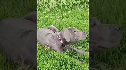 Cane Corso puppies living their best life.