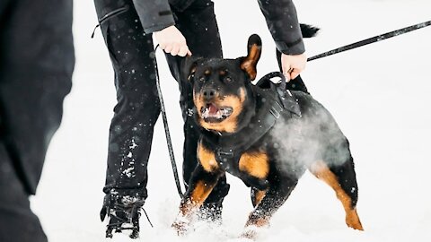 Rottweiler vs Humans, Rottweiler vs Other Dog's