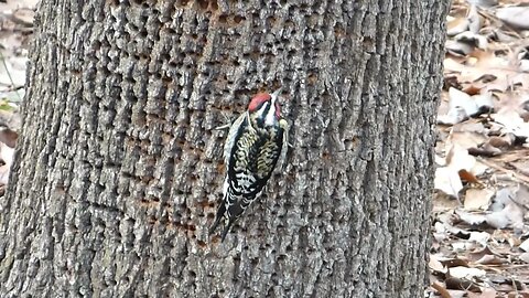 Yellow-bellied sapsucker woodpecker.