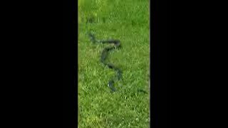 Rat Snake in the grass