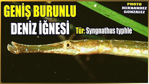 Geniş Burunlu Deniz İğnesi Balığı Hakkında Bilgi | Syngnathus typhle | Akdeniz Balıkları