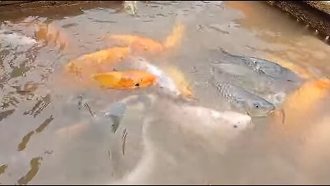 Citorek Lebak Banten has fantastic goldfish