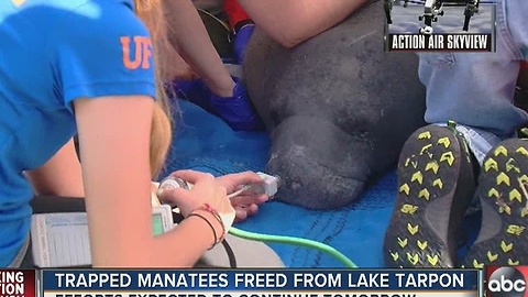 FWC rescues multiple manatees from Lake Tarpon