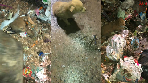 Puppy Rescued After Being Dumped In Garbage Truck