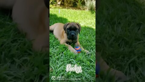 #Welcomehome #puppy #bullmastiff #adorable #shorts #purebred #toocute #dogsofyoutube #babydoggy