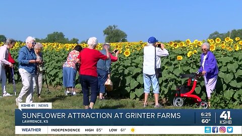 'How often do you just get to frolic in a field of sunflowers?'; Lawrence sunflower field gets international attention