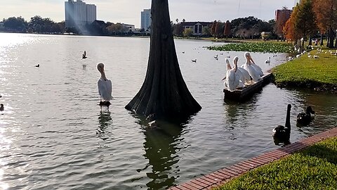 winter time in Lakeland Florida brings white pelicans 💕